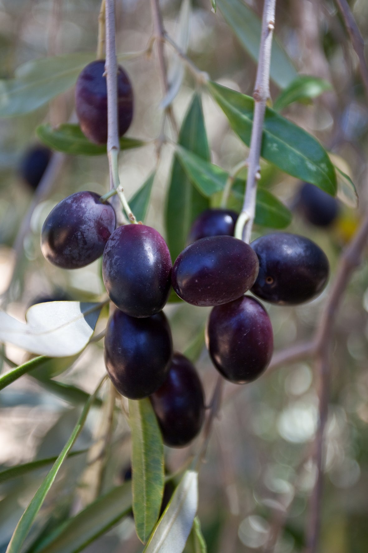 "From Tree to Table" Olive Oil Experience