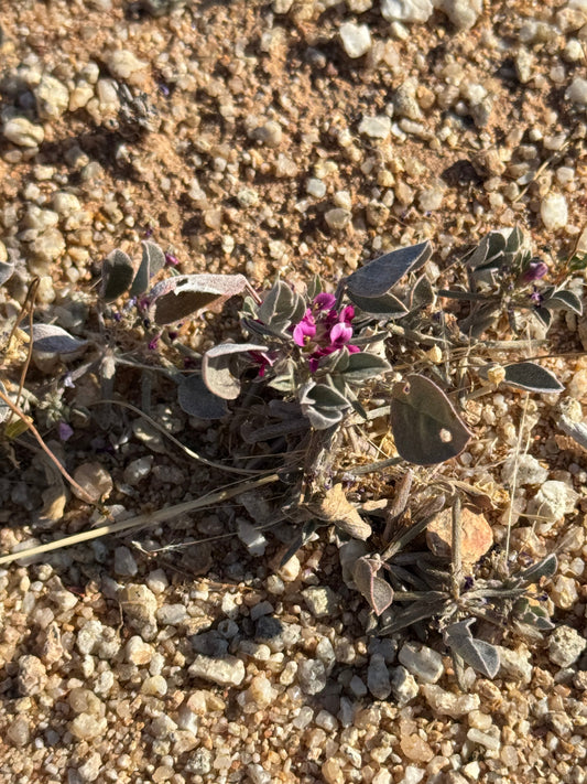 flowers in the desert