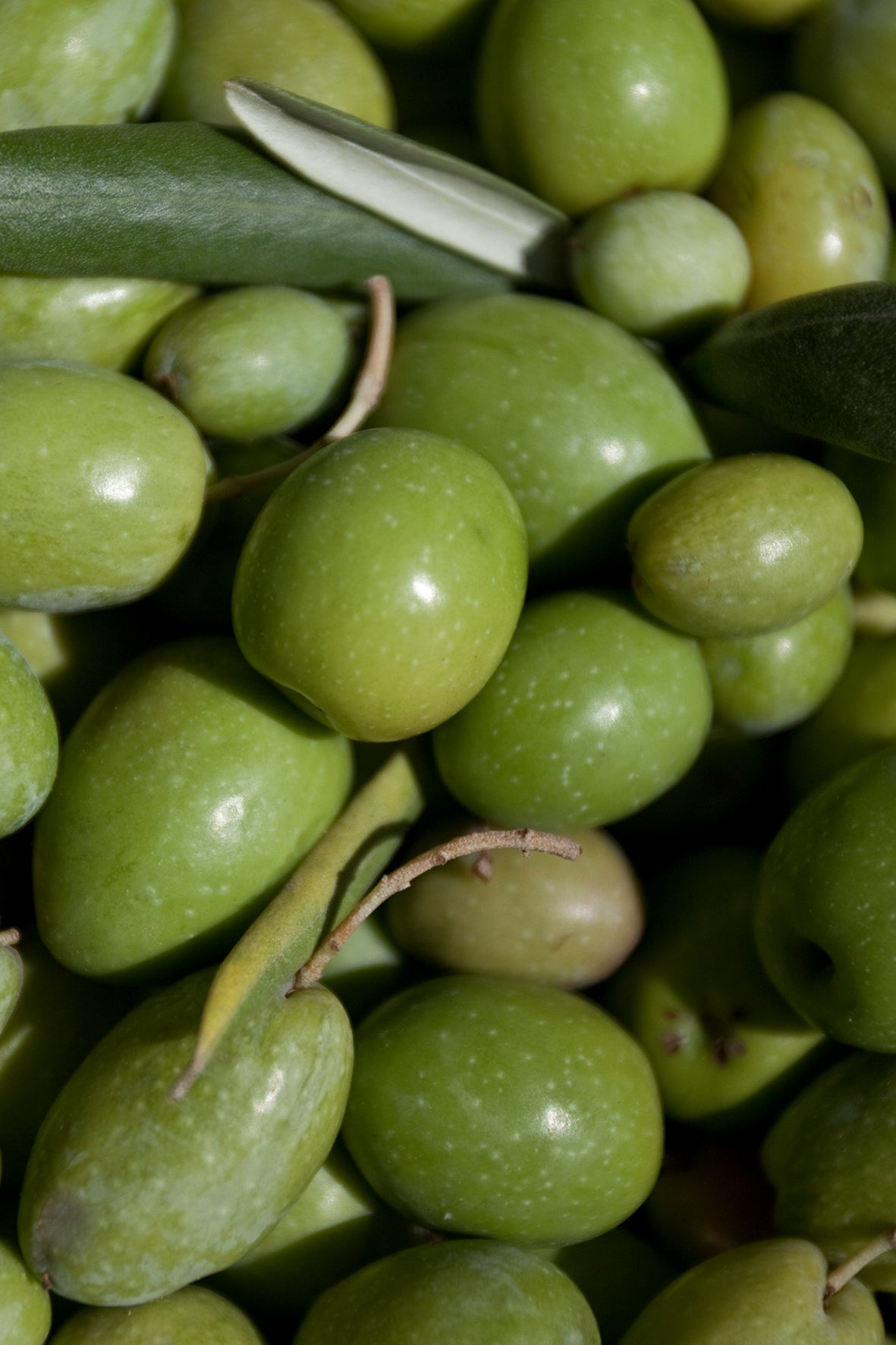 "From Tree to Table" Olive Oil Experience