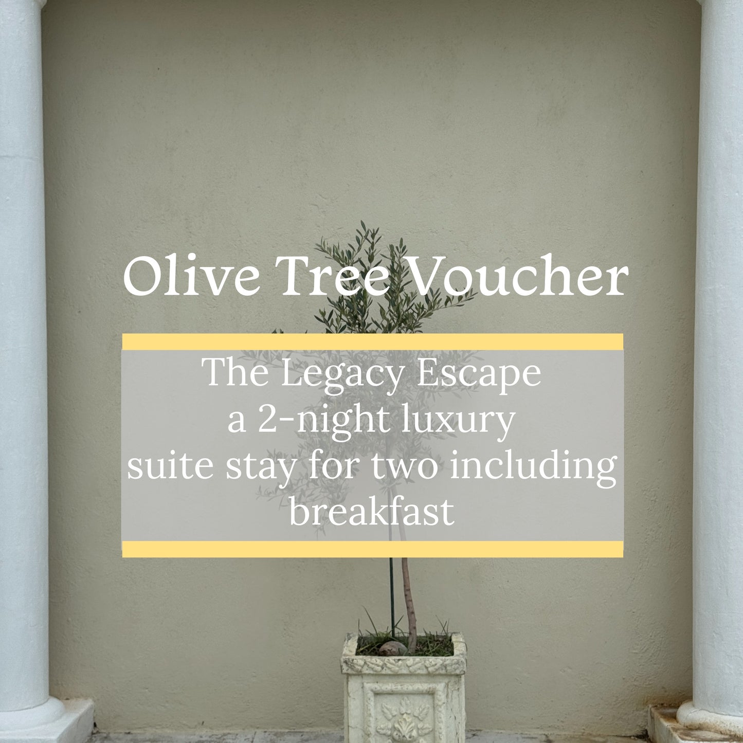 Olive Tree Voucher